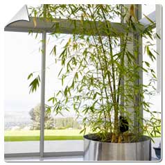 Bambu para interiores